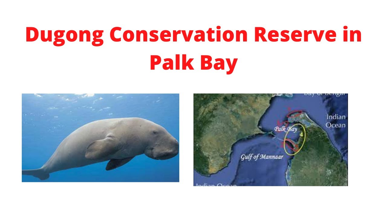Dugong Conservation Reserve in Palk Bay || Current Affairs || Exam Artist ||