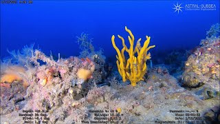 Exploring the Depths: Stunning ROV Footage of a Vibrant Reef and its Marine Life