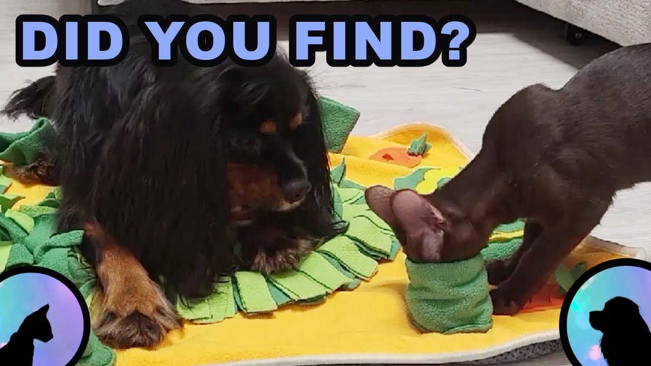 Temu Snuffle Mat Review | Cavalier Dog & Oriental Cat cutest teamwork ever