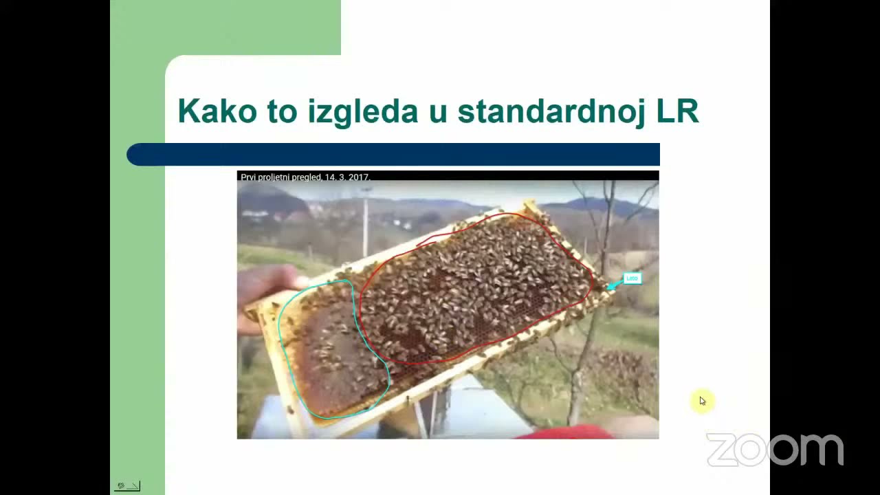 Техника на работа со модифицирани ЛР кошници низ целата пчеларска година - Иво Газибара