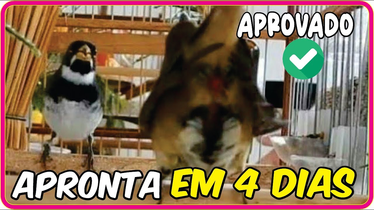 Os 2 manejos que APRONTA  fêmeas de COLEIRO em 4 dias!