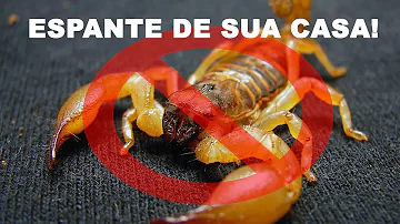 Que medidas os órgãos de saúde pública podem tomar para evitar o aumento do número de escorpiões?