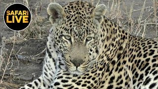 safariLIVE - Sunrise Safari - June 17, 2019