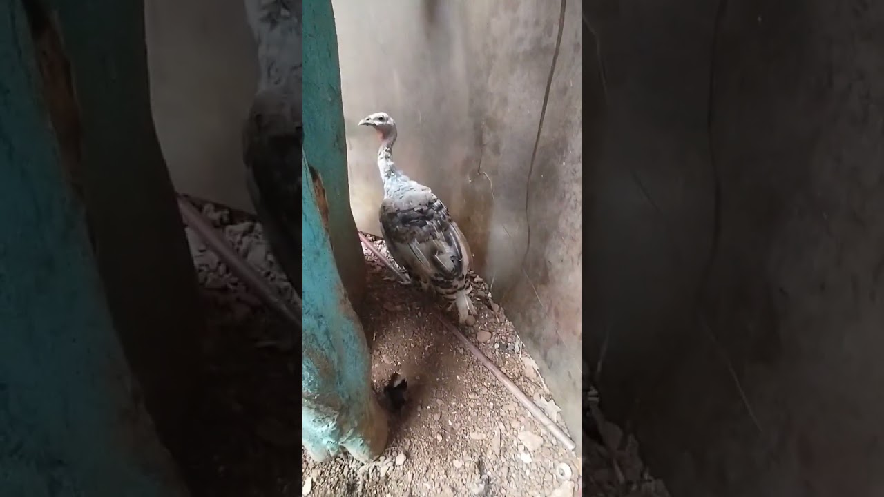 Huge White Turkey 😱😱😱