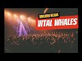 Vital Whales By Unicorn Heads Musiceletronic Baleia Whales