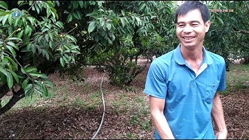 Xã đại sơn H, sơn động bệnh chàm xì mủ đốm mắt cua trên quả vải thiều