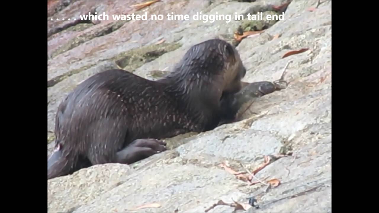 camera iphone 8 plus apk Pasir Ris Park 11July 2016 Smooth coated otter family