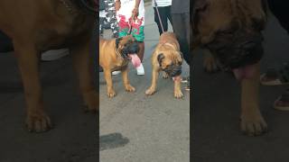 Dogs line up at Festival #dog #shorts #bullmastiff