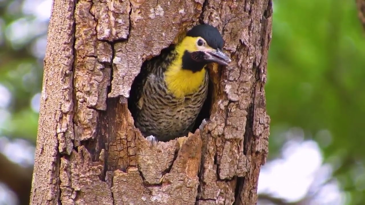 Tower Talk Sentimenal Relax Music | Z Series Sentimenal Bell