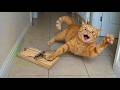When Cats and Dogs Go Full Comedy Mode 😂 Funniest Pet Videos Ever