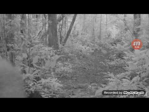 lion returns to gabon over 25 years