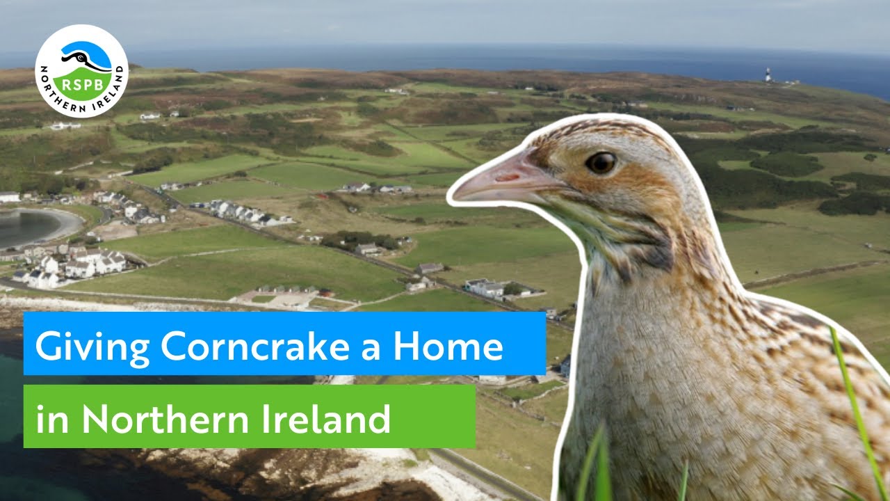 Giving Corncrake a Home in Northern Ireland | RSPB