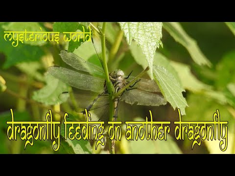 Dragon fly | Dragonfly eating