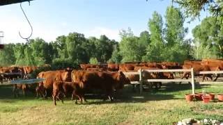 Cattle Stampede Runs Threw My Front Yard - Adventure Chase