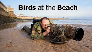 Bird Photography Tips and Tricks - Photographing Wading Birds on the Beach