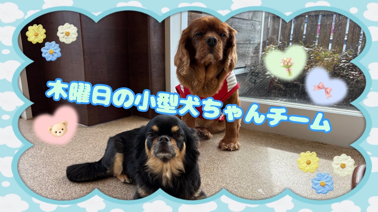【幼稚園】紫竹山店　🍒木曜日の小型犬ちゃんチーム🍒