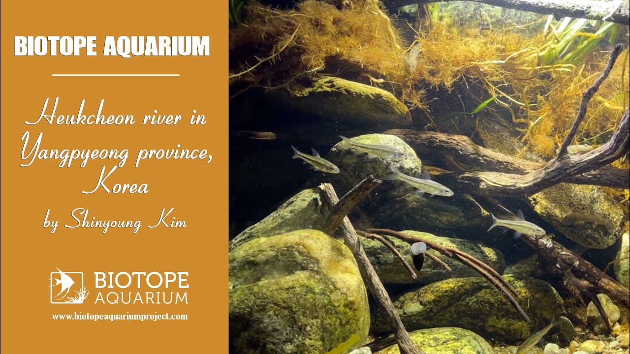 BAC2022 Heukcheon river, Yangpyeong province, Korea. By Shinyoung Kim