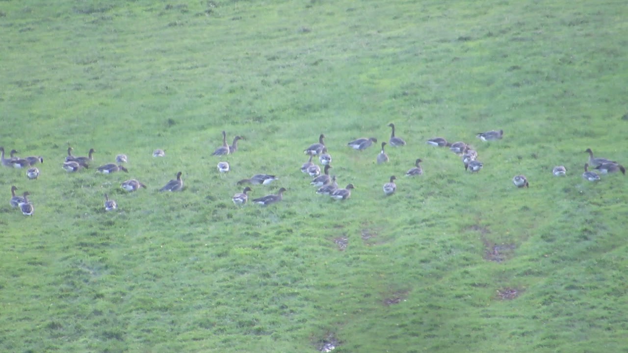 Taiga Bean Geese Slamanan Plateau Scotland 16/11/2017 YouTube