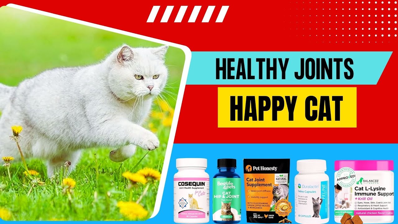 Best Cat Joint Supplements - Support Your Cat's Joints for a Happy Life