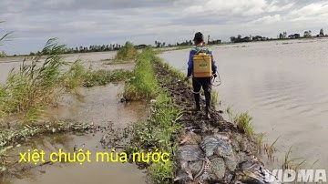 xiệt ếch chuột đồng thấy mê quá đi 