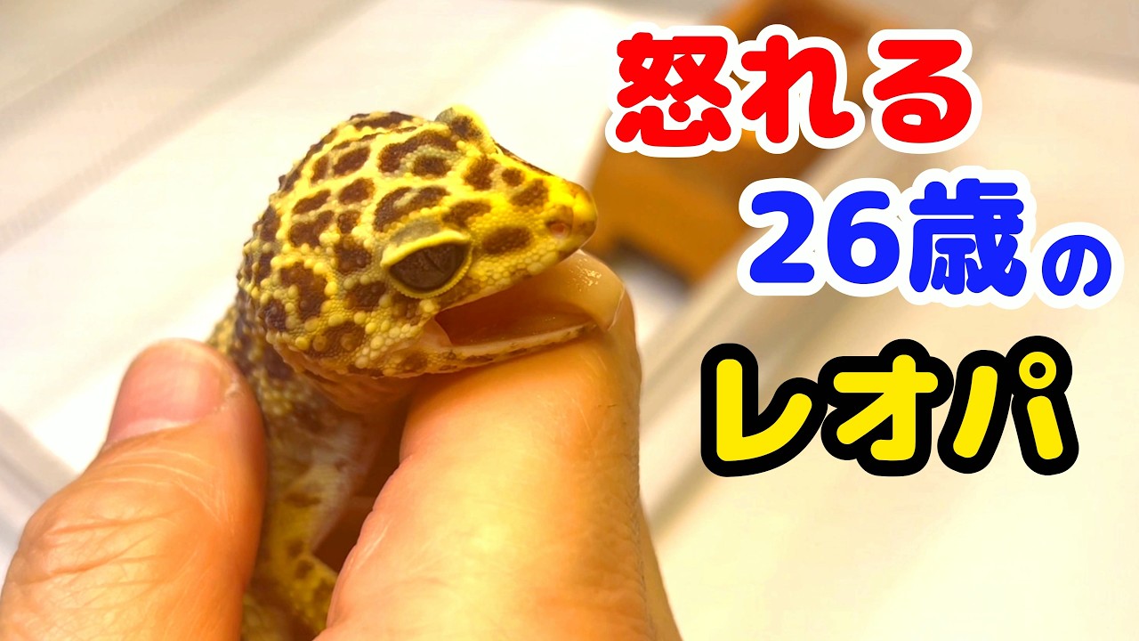 26歳のレオパはこちらです。【レオパードゲッコー】【ヒョウモントカゲモドキ】【2号さん】