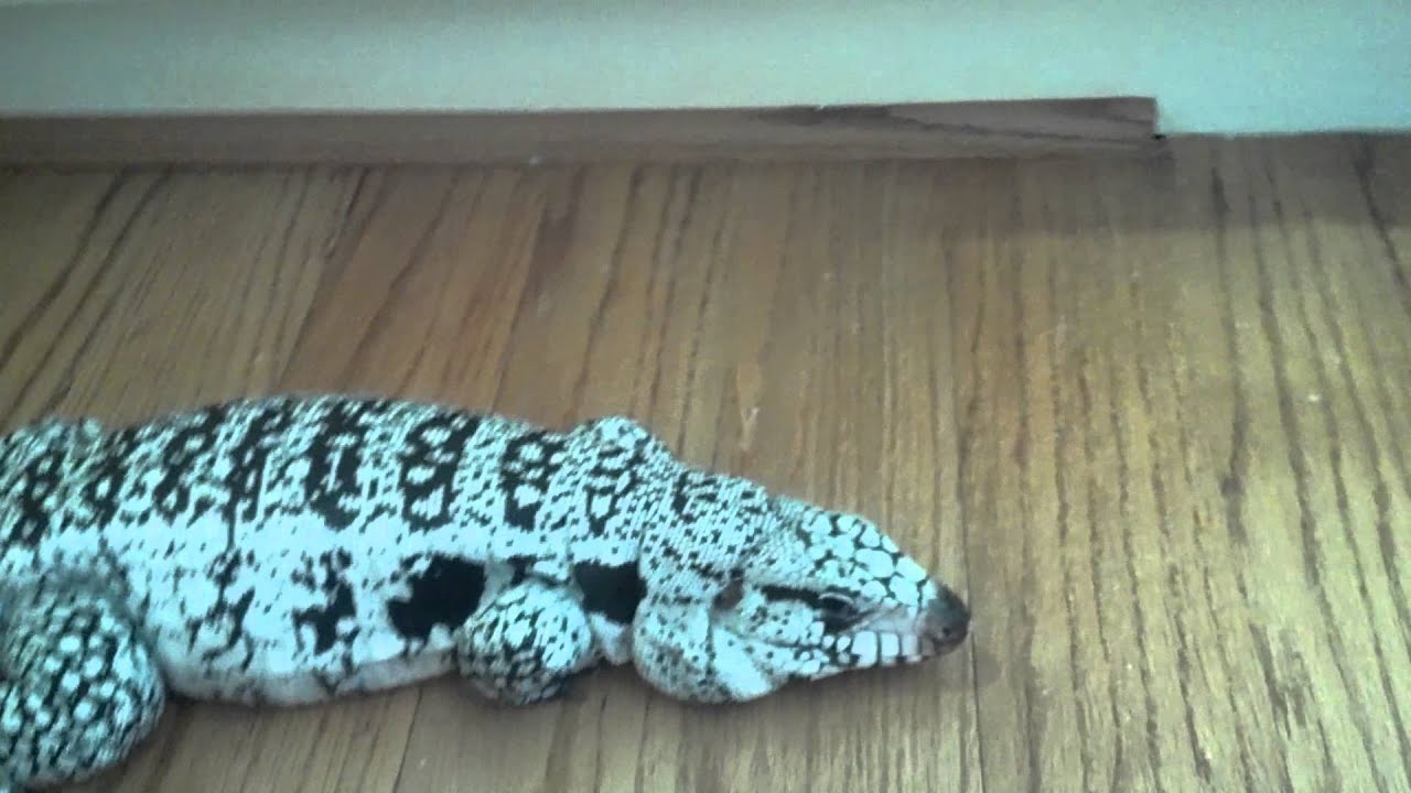 iguana vs tegu