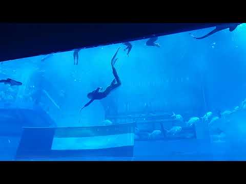 Dubai Aquarium- Mermaid Dance