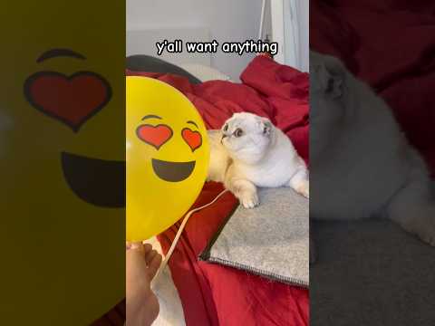 Thank You For Watching Kikicutekitty Thankyou Like Viewers Subscribe Relatable Scottishfold 