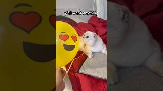 Download Lagu Thank you for watching ❤️#kikicutekitty #thankyou #like #viewers #subscribe #relatable #scottishfold MP3