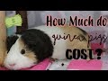 How Much Do Guinea Pigs Cost? ( Monthly & Weekly Costs)