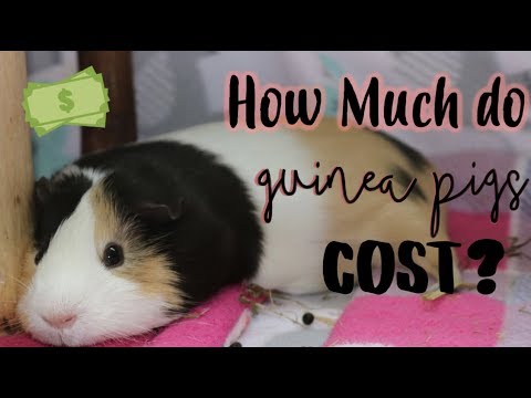 how much money are guinea pigs