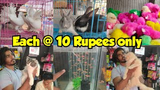Sarah pet's store in Hyderabad at MM pahadi | pigeons rabbits chick's cat's & fishes available