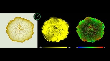 Physarum plasmodium pulsation