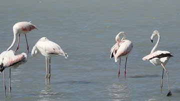 Flamencos comunes en las salinas de Calpe