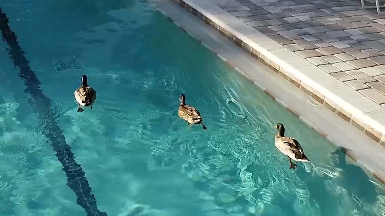 Duck Duck Pool Fun YouTube