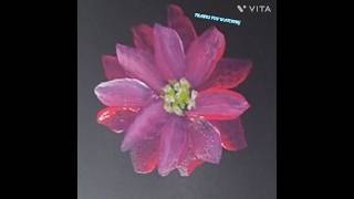 ONE STROKE PAINTING OF A BEAUTIFUL FLOWER FOR BEGINNERS
