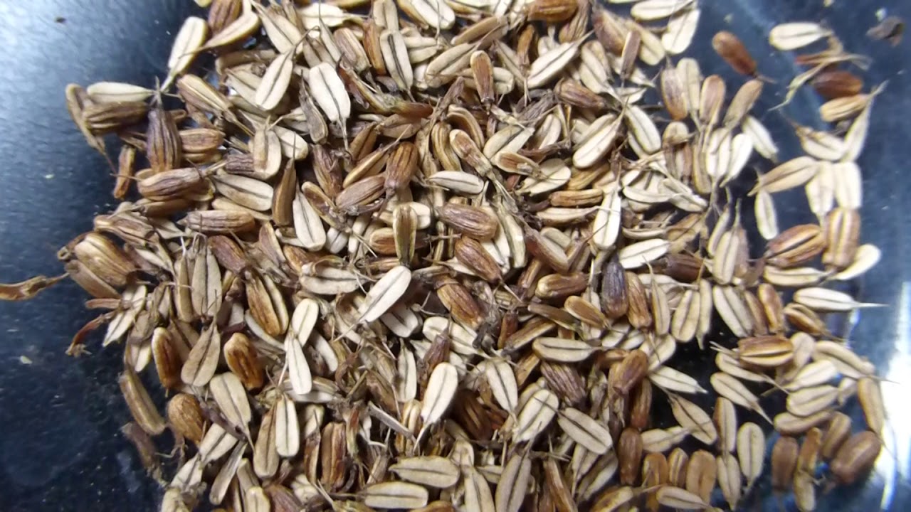 Seeds - Water dropwort - Oenanthe crocata -  Óðjurt  - Beiskjujurt  - Eitursveipur - Fræ