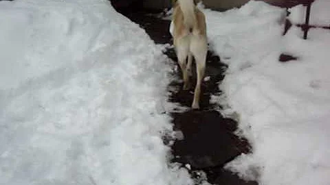 The Amazing & Adorable Floyd  (turn up sound!)