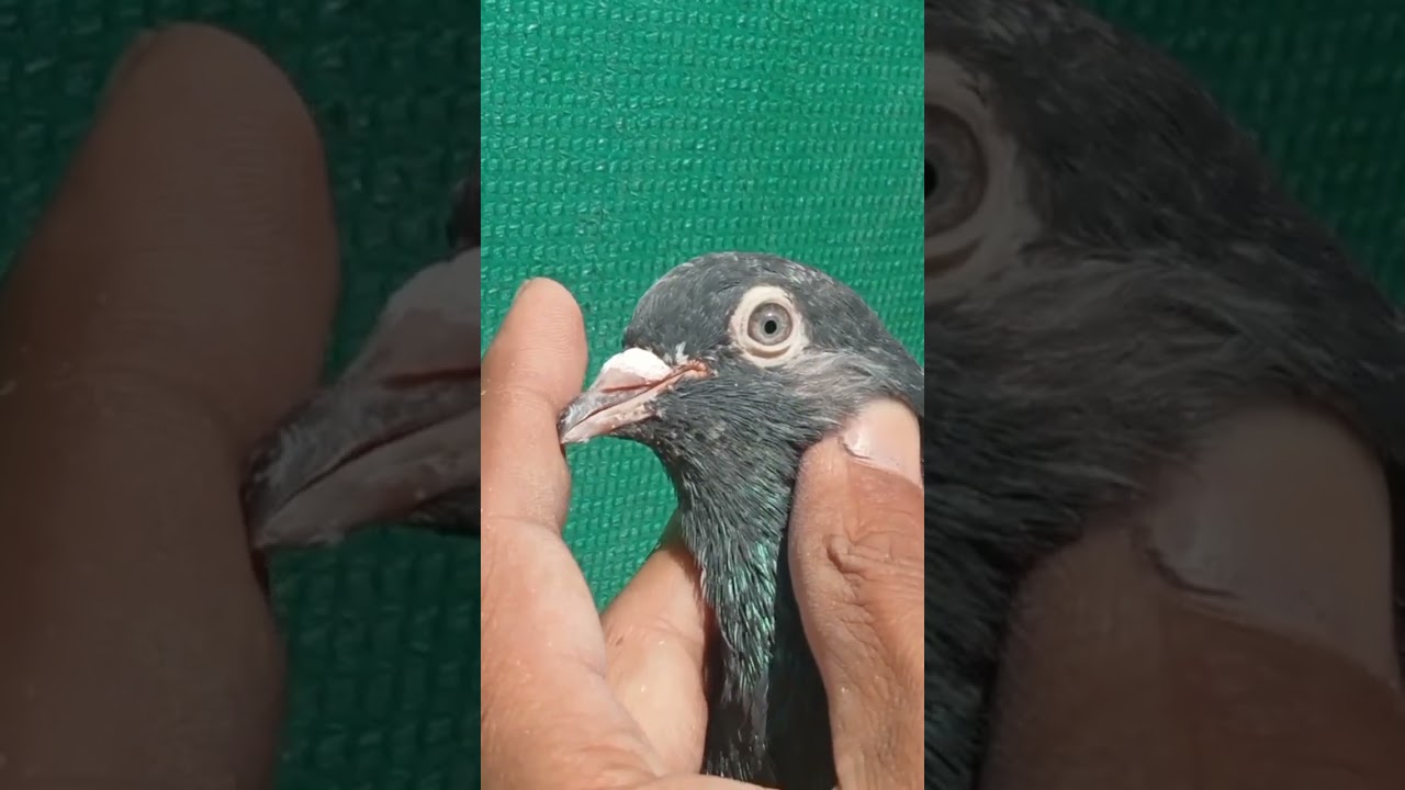 Ferozpuri kaboter/Ali wala kaboter/ferozpuri kaboter for sale/high flyer pigeon