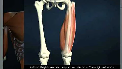 Vastus Lateralis