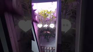 Grobo update ! Progress .. marijuana plant, growing healthy #weed #indoorweed#￼ hydroponics