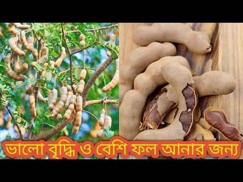 টবে মিষ্টি তেঁতুল গাছের প্রতিস্থ্যাপন ও সঠিক পরিচর্যা। Sweet tamarind in pot।Gardener Friend।Bengali