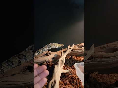 False water cobra