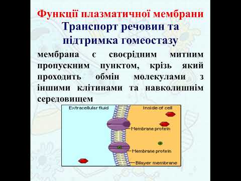 Функції плазматичної мембрани - YouTube