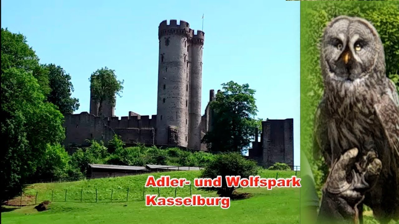 Adler- und Wolfspark Kasselburg - YouTube