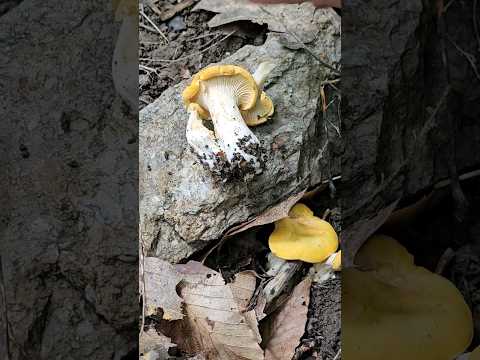 Video: Tomato Chanterelle: fotografija sa opisom, karakteristikama sorte, recenzijama