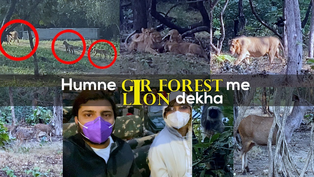 What Happened In Gir Jungle Safari - Part 1 | Guns and Samosas I Aman Sharma | Shikha Singh