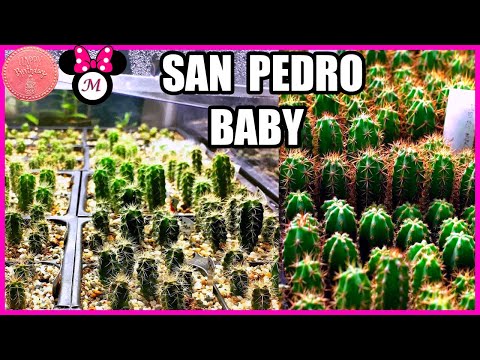 ▙ How to GERMINATE San Pedro Cactus SEEDS | Small San Pedro Cactus Succulent Cactus Seeds