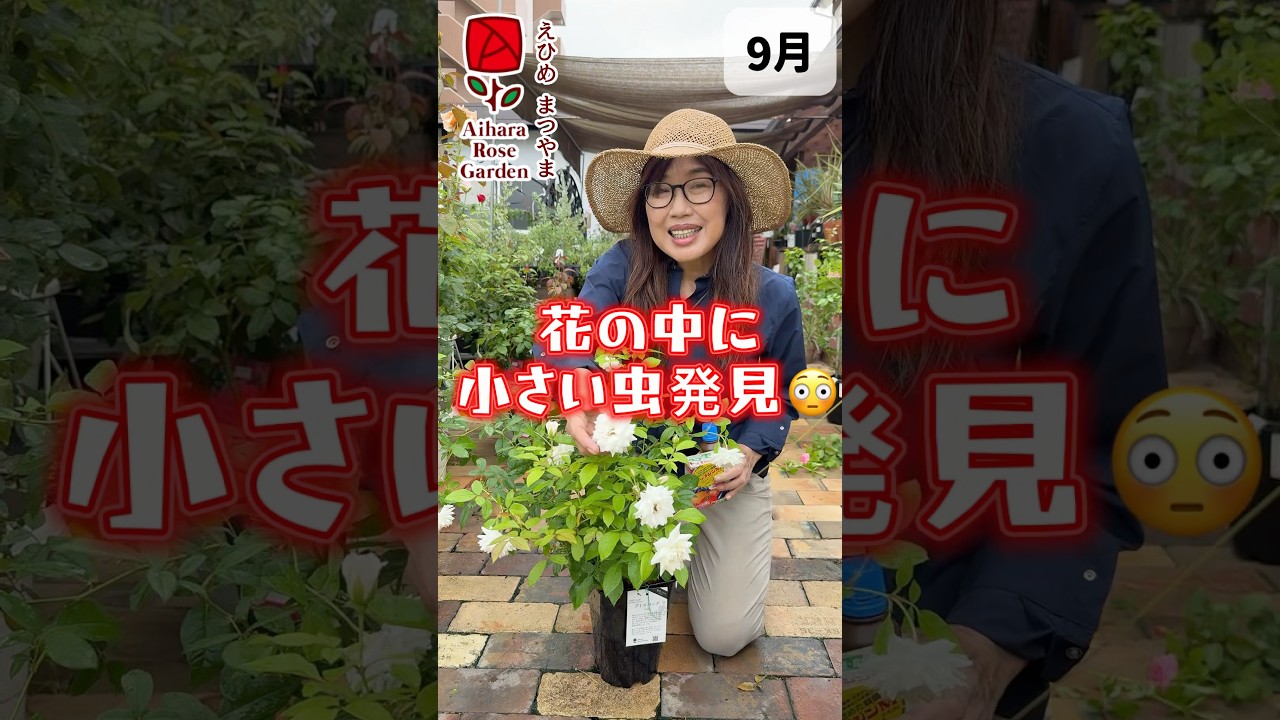 Found a tiny bug in the flower #AiharaRoseGarden - YouTube