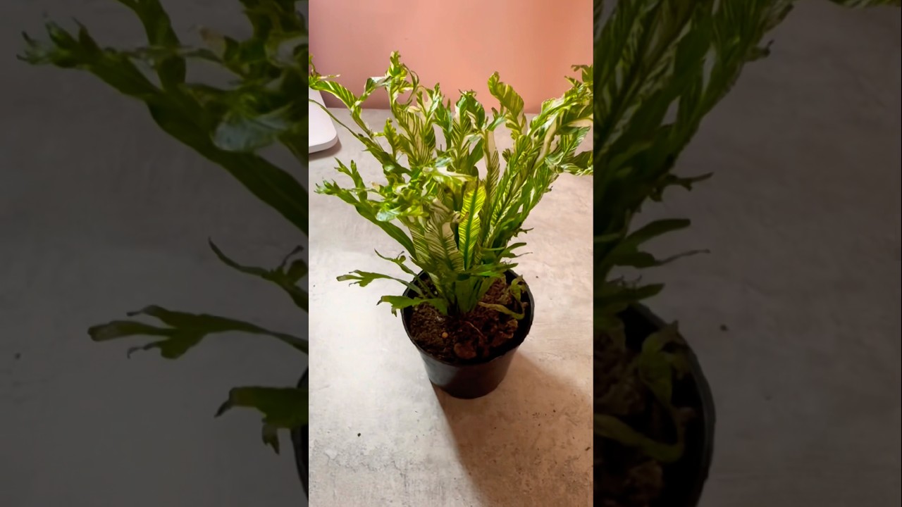 Асплениум Нидус варегатный#распаковка #обзоррастений #растения #расиениядома #папоротник #покупкисвб